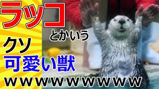 【2ch動物スレ】ラッコとかいうクソ可愛い獣ｗｗｗｗｗｗｗｗｗ