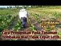 Pemupukan Tanaman Tembakau di Usia 40hst