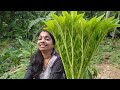 how to do elephant foot yam cultivation ചേന എളുപ്പത്തിൽ നടാം chena krishi malayalam kerala chena