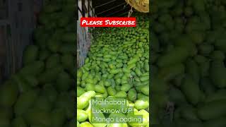 #malihabad #Lucknow U.P. #Mango #dasheri