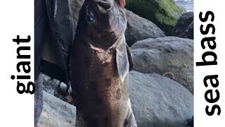 GIANT SEA BASS  (LOBINA GIGANTE DE MAR)