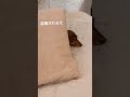 盗撮してたらバレた shorts 犬 dog