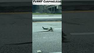 "Laugh Out Loud with This Hilarious Chameleon Video #shorts