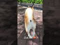 【柴犬🐕】お尻ぷりぷりファンサービス🍑