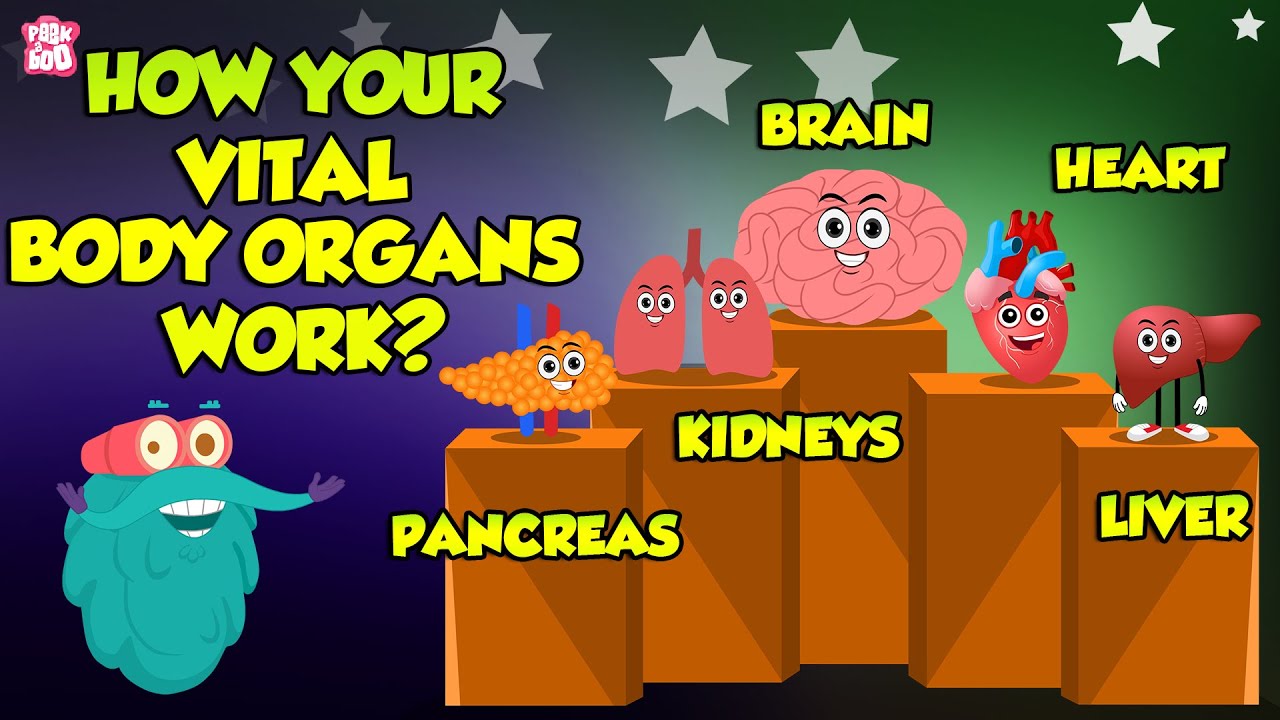 How Your Vital Body Organs Work? | Systems of The Human Body | The Dr Binocs Show | Peekaboo Kidz