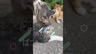 【トラ猫家族】散歩の帰りを待ってくれた親子。甘えるところを子猫のチビに見られたらバツが悪そうにする母猫のクロ。♬オリジナル曲#shorts