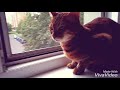 moje první chlupaté video🐈mňau..🐱🌸