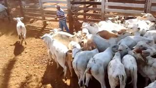 Apartando a bizerrada da fazenda Anaja(1)