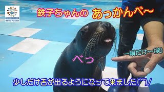 【トド】鉄子ちゃんのあっかんべ～（伊勢シーパラダイス／水族館）