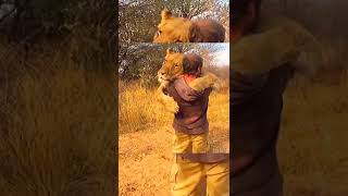 Lion hugging human🦁 Funny Loving animal videos 😍 Affectionate Lion #shorts #funnyanimals
