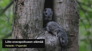 Liito-oravapoikueen elämää (emo + kolme poikasta) / Helsinki