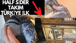 Türkiyede İLK HİLF SİDER GÜVERCİN takımı-Üretim Haneye yeni Kafes-Kafası yarılan kuşun son durumu