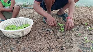 How to grow a salad(របៀបដាំសាឡាត់)