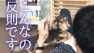 《2021.9.23》こんなの見たら留守番させられないｗｗｗ。《愛犬がお留守番している際の様子と飼い主が帰宅した時の甘える姿》０歳