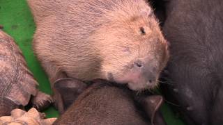 カピバラ　（トリアスふれあい動物園篇）高反発豚枕