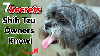 7 Things Only Shih Tzu Owners Understand