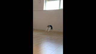 クセの強い走り方をする子猫 #shorts