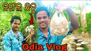 ଜଙ୍ଗଲରେ ମିଳିଲା ଛତୁ 🍄🏞️😊||Forest mushroom 🍄||#odialifestylevlog