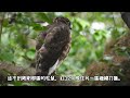 20211224 大安十二少（紅12）休息過後，繼續打獵～【大安森林公園鳳頭蒼鷹crested goshawk】