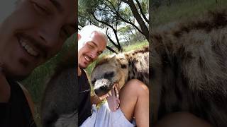 Hyena Welcome🥰 #deanschneider #wildlife #animals