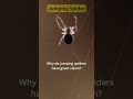 The Spider with Super Vision! Jumping Spider in Action! #spider