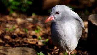 突然速く動くカグー　Kagu that moves suddenly fast