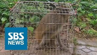 식당 찾은 뜻밖의 원숭이 손님…난동 부리다 결국 포획 / SBS