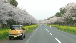 大潟村　桜並木と菜の花ロード　①