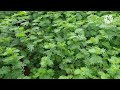 வேலி மசால் சாகுபடி velimasal cultivation 🌿🌱🍃 agriculture farming goatfarming