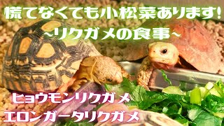 慌てなくても小松菜あります！　〜リクガメの食事〜　ヒョウモンリクガメ・エロンガータリクガメ