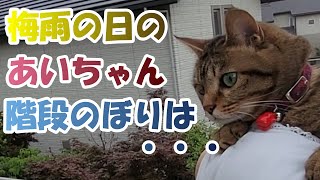 【階段のぼり】梅雨の日のあいちゃん。後半に階段のぼりも・・・【２本足の癒し猫 あいちゃん】No.325