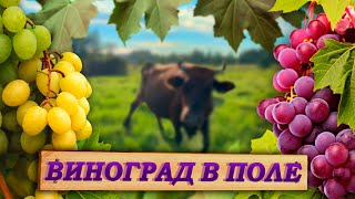 ВИНОГРАД В ПОЛЕ БЕЗ УКРЫТИЯ /// ПЕРВАЯ ЗИМОВКА ///