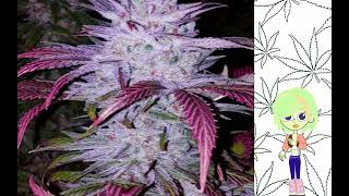 Early Lemon Berry Ethos Genetics