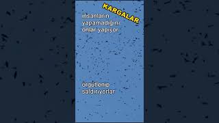 KARGALAR/İNSANLARDAN DAHA FAZLA ÖRGÜTÇÜLER