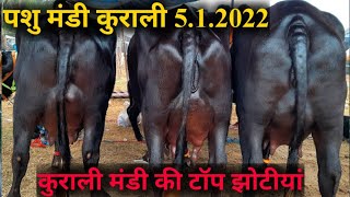 पशु मंडी कुराली 5.1.2022. कुराली मंडी की टॉप झोटीयां। Haryana murrah Buffaloes @ sale. jbs video. PB