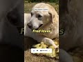 Dog adopts 15 orphaned ducks #dog #duck #adopt