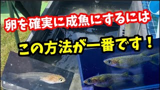 手間をかけて生存率を上げています！【めだか】