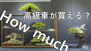 高級車が買える？　小さな高額盆栽　 High quality bonsai　第45回雅風展