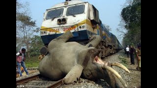 GIANT ELEPHANT v/s SUPERFAST TRAIN