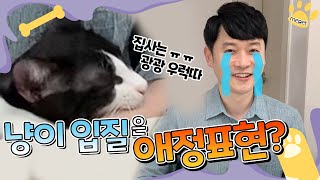 [수의사네 커피\u0026우유]만져달라고 해서 만지는데 무는 고양이 왜 그런 걸까? (애정표현? 공격?)