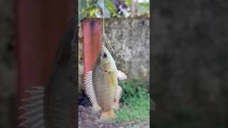 ഇവിടെ ഇത്രയും മീൻ ഉണ്ടായിരുന്നോ? 😨🐟 #shorts #fish