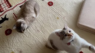 癒しのひととき: 可愛い猫たちと過ごす穏やかな午後