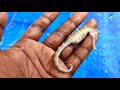 கடலில் கிடைத்த வித்தியாசமான மீன்கள் strange fish found in the sea mayilai meenavan pazhaiyar