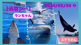 【神戸須磨シーワールド】#シャチ#須磨シー#須磨シーワールドシャチ#kobesumaseaworld   #オルカ#可愛い  #stellar #ran 2025/02/20 ❷