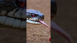 Vicious venomous snake in the Sahara desertសត្វពស់ដ៏កាចសាហាវនៅវាលខ្សាច់សាហារ៉ា