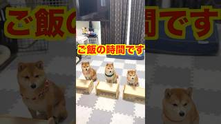 お行儀よく自分のテーブルに座る豆柴３兄妹❤　#Shorts＃柴犬＃豆柴#多頭飼い#Shiba inu#mameshiba