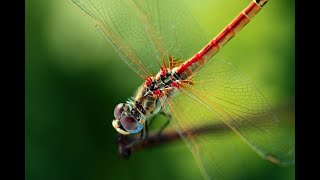 #osmoaction #djiosmoaction DragonFly (Libellula) - SlowMotion 8X