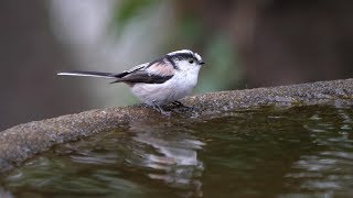 権現山バードサンクチュアリのエナガの水浴び　その３３（4K60P動画）