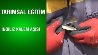 Tarımsal Eğitim - İngiliz Kalem Aşısı