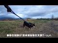 「便利な田舎コンビニエンスザカ」広報犬の朝散歩〈長野県須坂市への移住相談は信州須坂移住支援チームへ〉